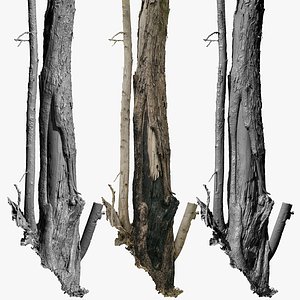 Burnt Tree Trunk 5x4k and 2x16k Textures