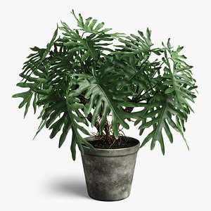 3D model philodendron plant