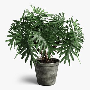 philodendron plant