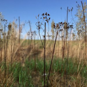 Dry St John's Wort