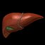 liver