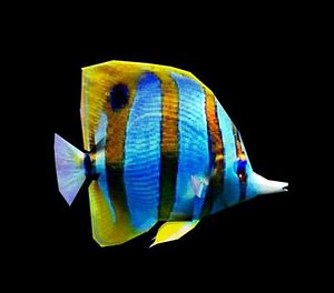 Coralfish