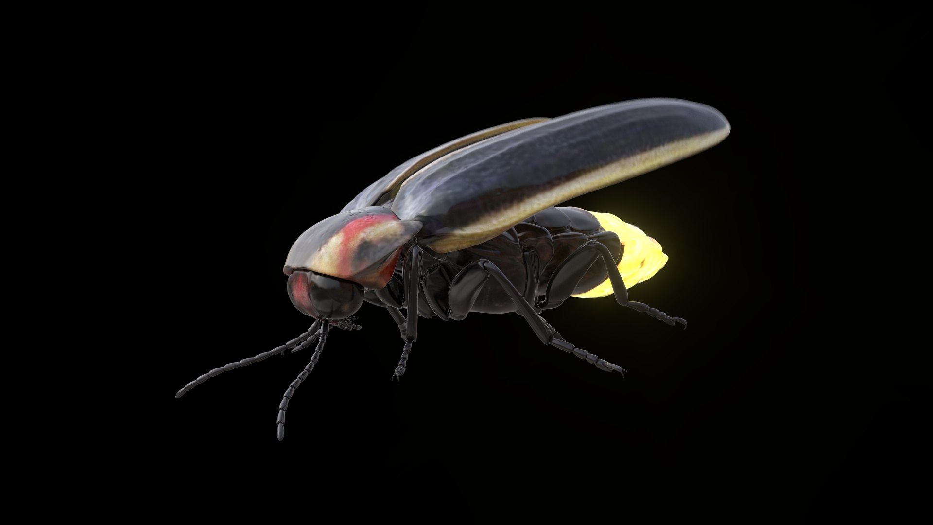 Animated Glowing FireFly Bug 3D - TurboSquid 2095861