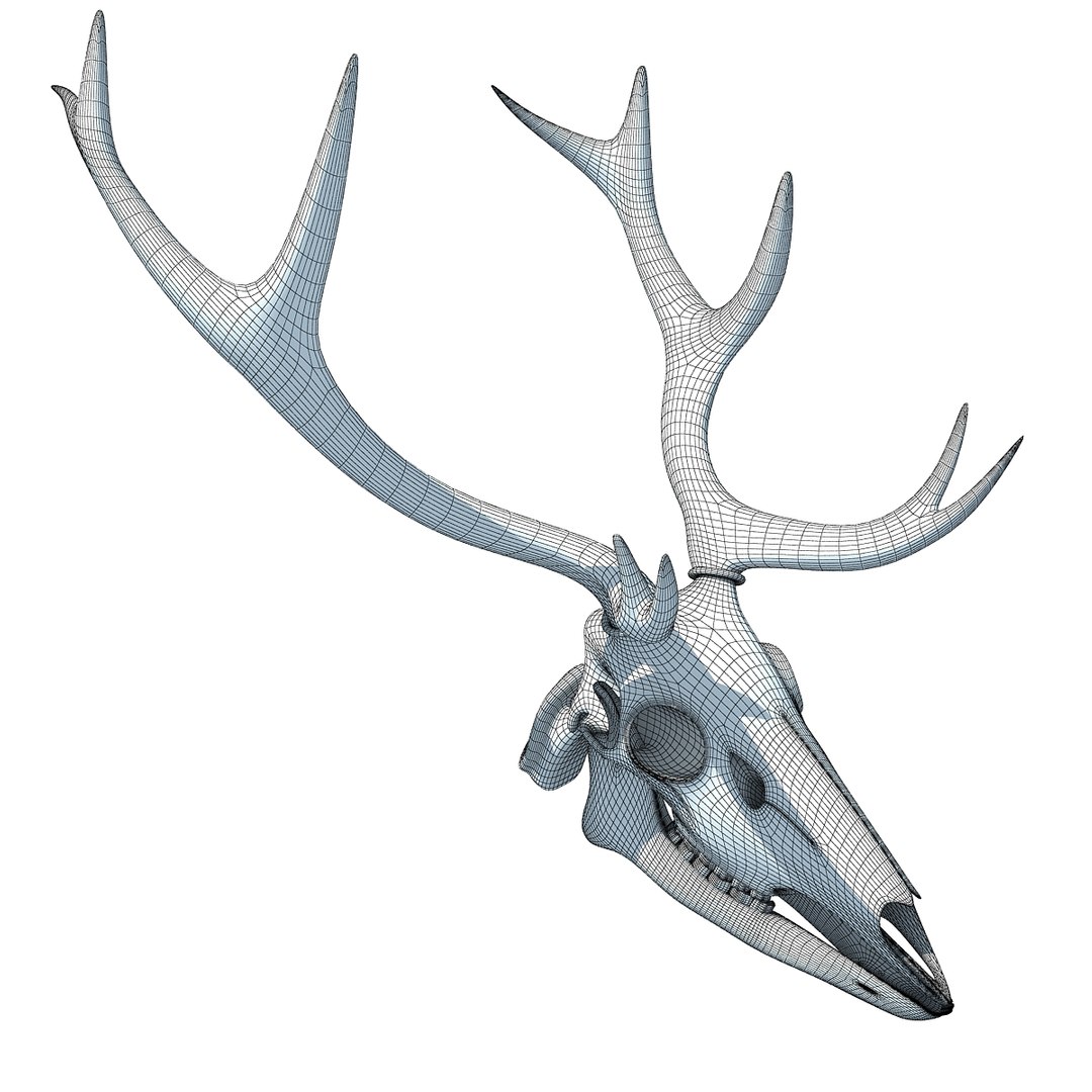deer skull lwo https://p.turbosquid.com/ts-thumb/ln/w2n4b9/0RTeRK6C/w0006/jpg/1366063249/1920x1080/fit_q87/18c3cd344952c472fa9b6056bcc04ae84388d320/w0006.jpg