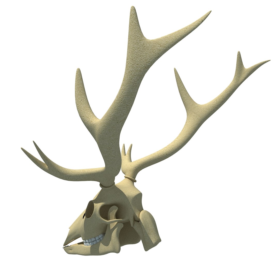 deer skull lwo https://p.turbosquid.com/ts-thumb/ln/w2n4b9/5SocP3eX/deerskull0002/jpg/1366063248/1920x1080/fit_q87/4300ddc1d30a6222394fc36912fa4b2f3169bfba/deerskull0002.jpg