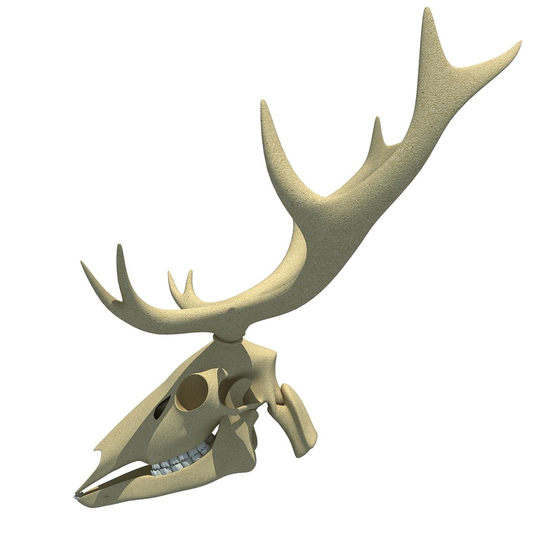 deer skull lwo https://p.turbosquid.com/ts-thumb/ln/w2n4b9/AfVLZhdI/deerskull0001/jpg/1366063248/1920x1080/fit_q87/b36eacfdd55d52bb92a332e4819141b77d149aad/deerskull0001.jpg
