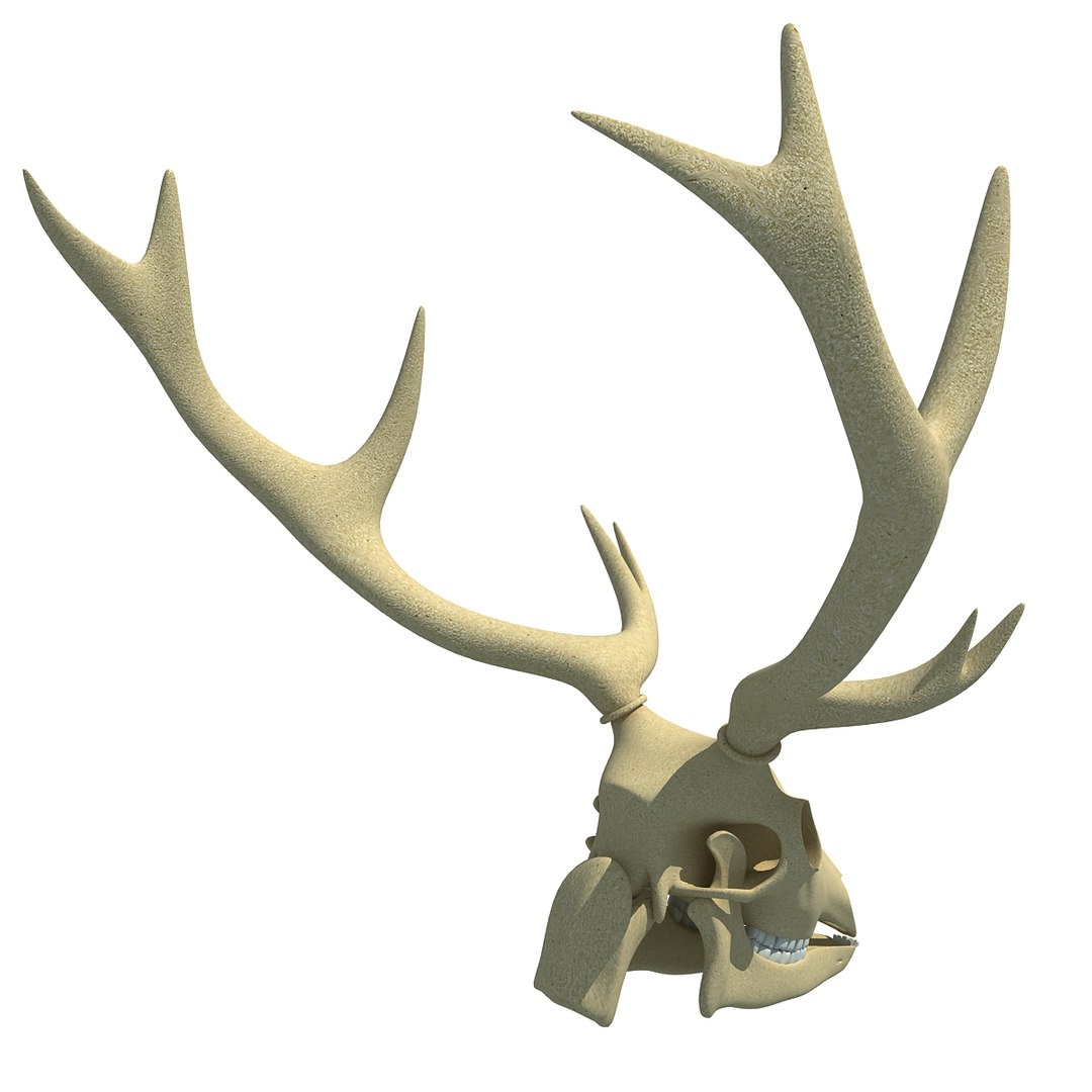 deer skull lwo https://p.turbosquid.com/ts-thumb/ln/w2n4b9/DvmqmpGH/deerskull0004/jpg/1366063248/1920x1080/fit_q87/28c35a33ffb0a1dfb0d23c05030cbcb08a745196/deerskull0004.jpg