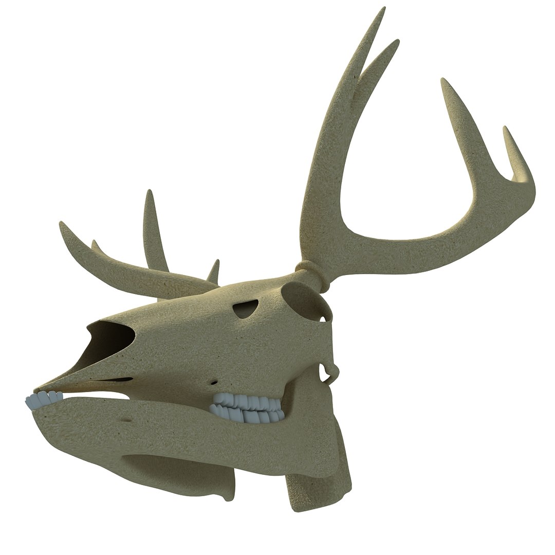 deer skull lwo https://p.turbosquid.com/ts-thumb/ln/w2n4b9/FT90rKdB/deerskull0008/jpg/1366063248/1920x1080/fit_q87/7917961d9344162f98b3bfde0947b94994340b33/deerskull0008.jpg