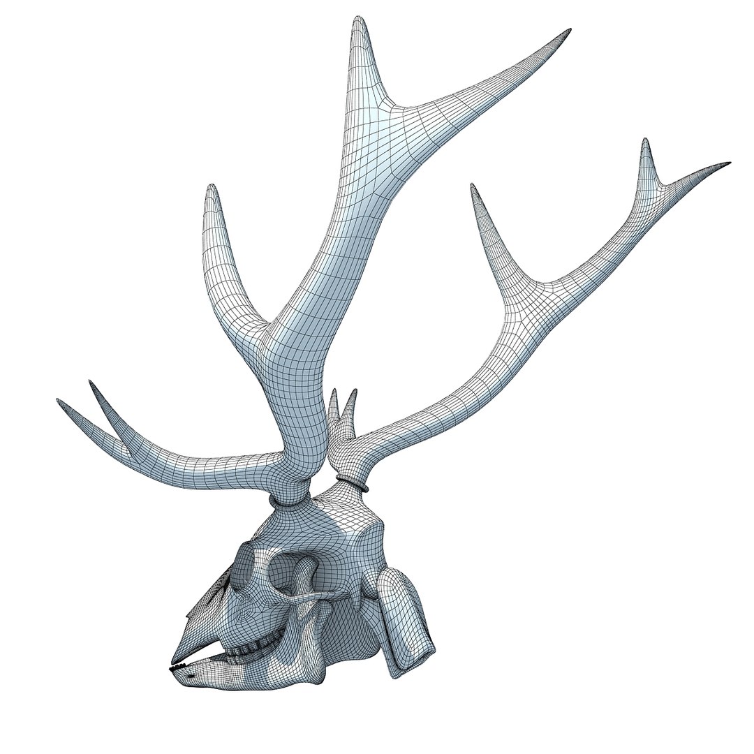 deer skull lwo https://p.turbosquid.com/ts-thumb/ln/w2n4b9/JXqkZ0zz/w0002/jpg/1366063248/1920x1080/fit_q87/cfe280fee1f37814a3facf9eb5195475e9d46008/w0002.jpg