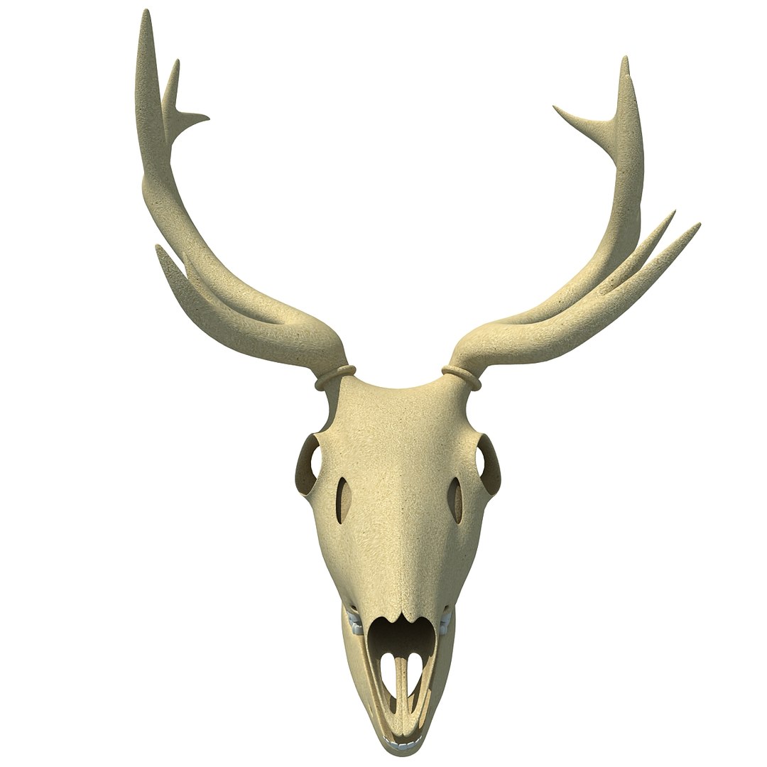 deer skull lwo https://p.turbosquid.com/ts-thumb/ln/w2n4b9/Q2ZTweLt/deerskull0007/jpg/1366063248/1920x1080/fit_q87/18a9a94db0355c10e08082a17cc353bb9f29f5aa/deerskull0007.jpg