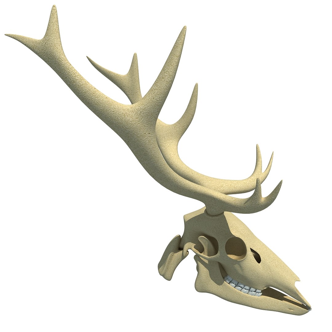 deer skull lwo https://p.turbosquid.com/ts-thumb/ln/w2n4b9/hSNSPvSA/deerskull0005/jpg/1366063248/1920x1080/fit_q87/5775f9d36e6af4b8e545cc4c17966acc7d5f0d04/deerskull0005.jpg