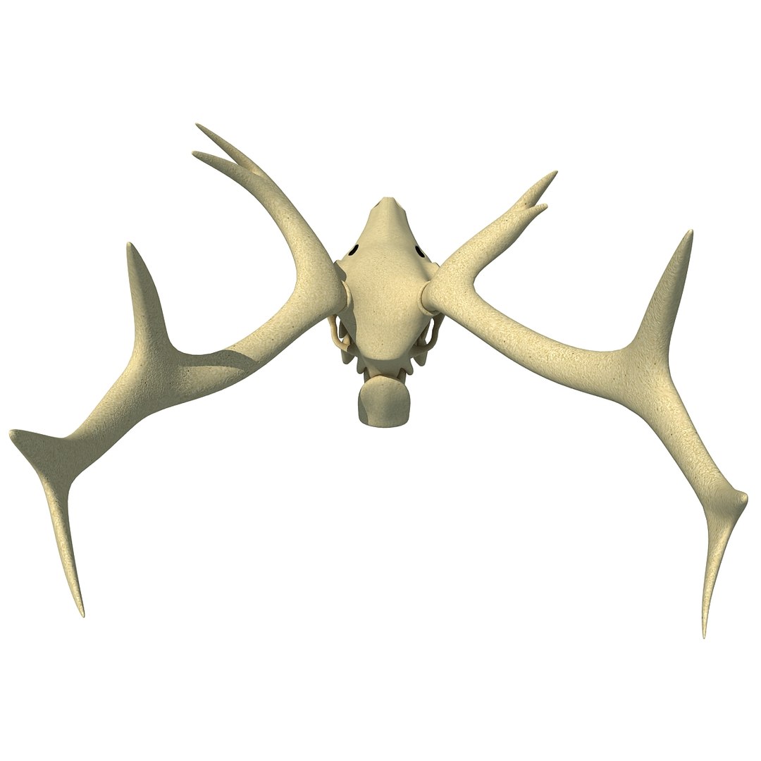 deer skull lwo https://p.turbosquid.com/ts-thumb/ln/w2n4b9/tqqOpMp2/deerskull0003/jpg/1366063248/1920x1080/fit_q87/bb30ba511ce385077299f12fae29d3b199b3b245/deerskull0003.jpg