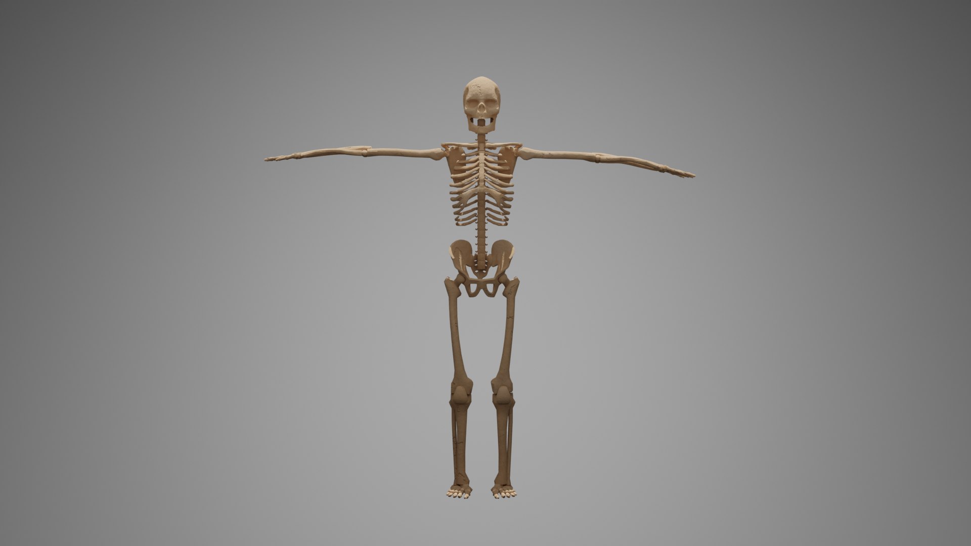 3D Character Skeleton - Rigged - Textured - TurboSquid 2275613