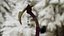 Bone Scythe