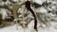 Bone Scythe