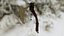 Bone Scythe