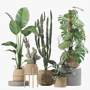 Plants collection 211 - monstera strelitzia cactus meranta model