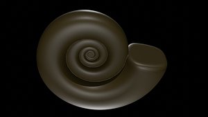 3D Ammonoid shell virtual model of Eocanites