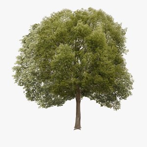 3d tree hackberry model