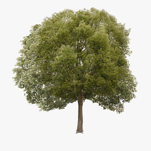 Hackberry Tree Lowpoly