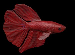 Red Male Betta Fish 3D