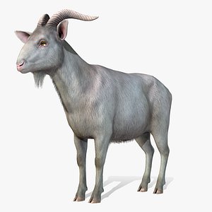 Goat - Male