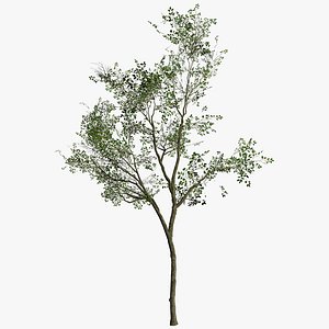 Low poly Silver Birch Tree  tree 3D Model 3D model