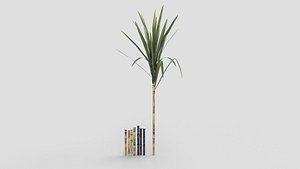 3D sugarcane model
