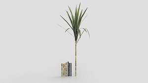 sugarcane