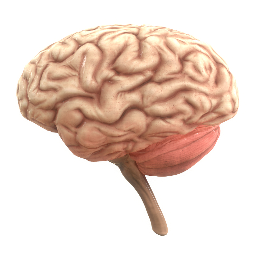 3D Model Human Brain - TurboSquid 1434474