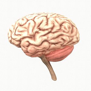 3D model human brain