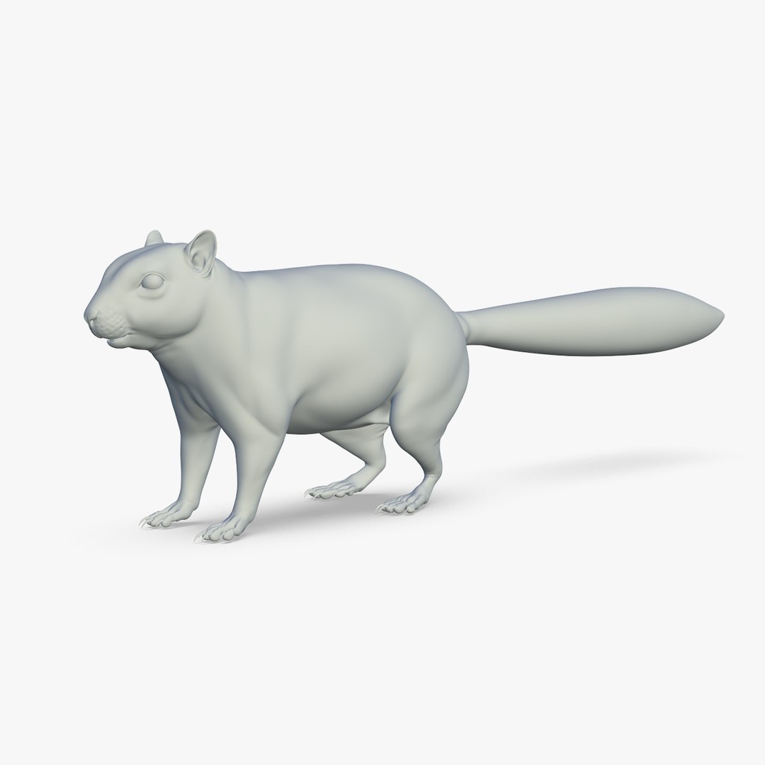 Squirrel 3D Model - TurboSquid 2213716