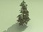 spruce