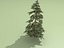 spruce