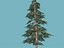 spruce