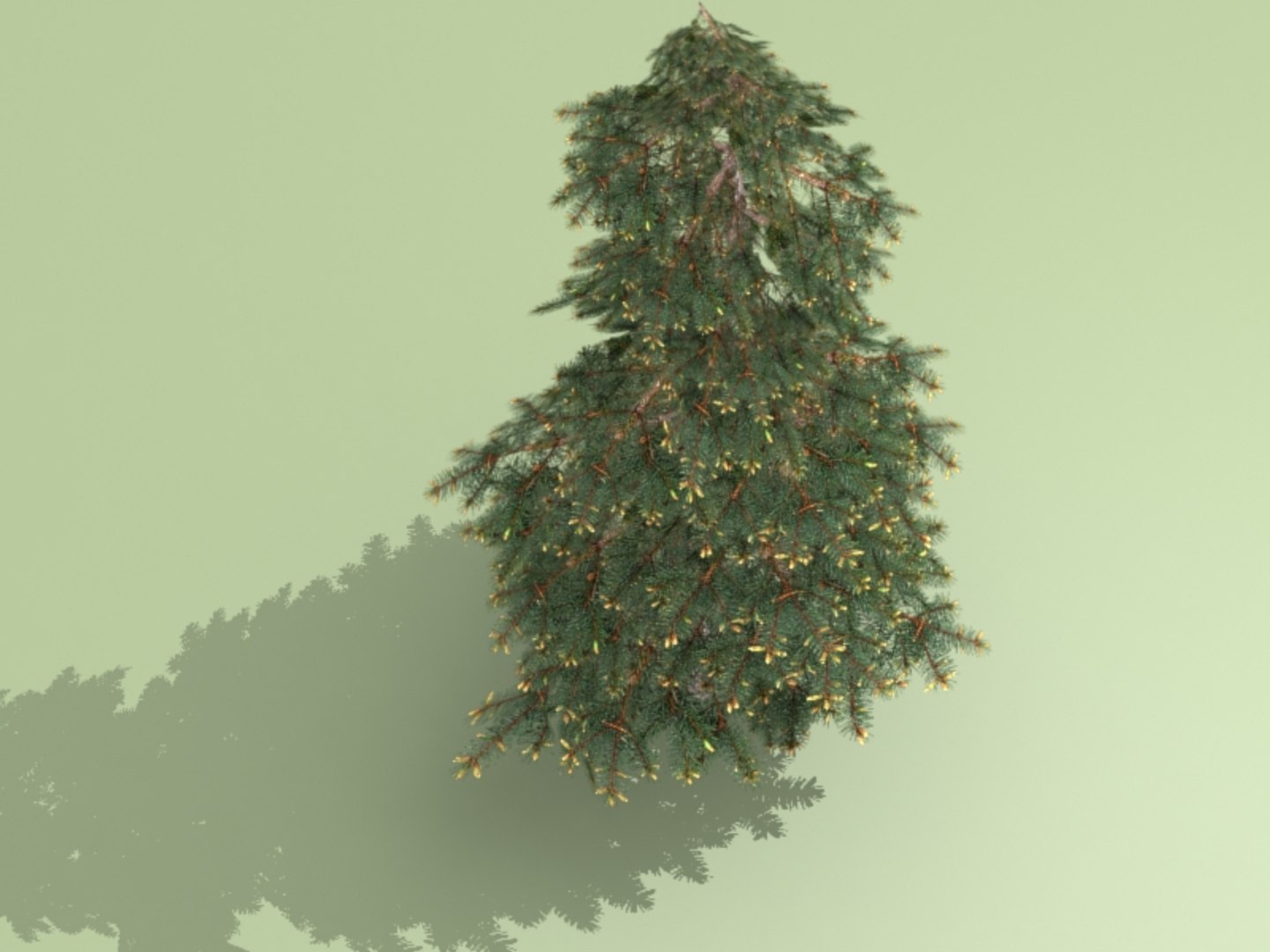 3ds max spruce https://p.turbosquid.com/ts-thumb/lp/4KlXtc/g0HFuoc4/e4/jpg/1413453220/1920x1080/fit_q87/2eec6f7f3a72685a6b115a6b710788668fa28c56/e4.jpg