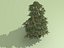 spruce