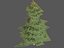 spruce