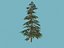 spruce