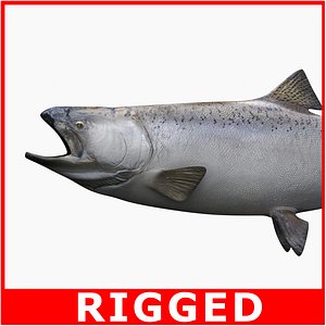 king salmon 3d model
