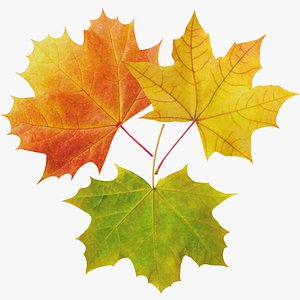 Maple Leaves Collection V1