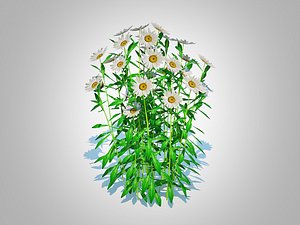 Leucanthemum - shasta daisy