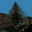 Pine