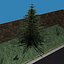 Pine