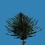Pine