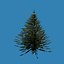Pine