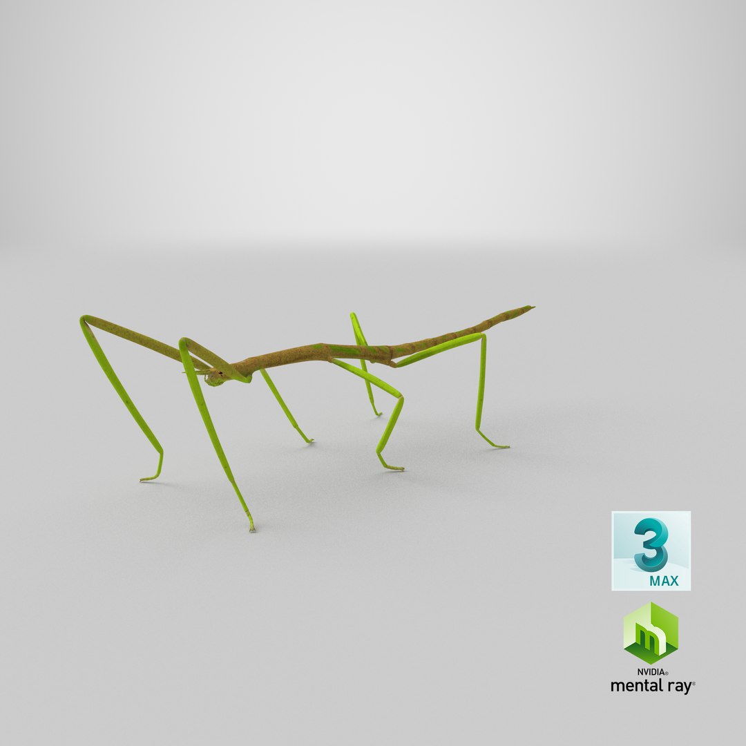 phasmatodea stick insect 3D model https://p.turbosquid.com/ts-thumb/lq/C03nZP/2Z/stemcell_max_mental_ray_render/png/1647361037/1920x1080/fit_q87/719074008b318a962c2b38750bd8df1336fdfba6/stemcell_max_mental_ray_render.jpg