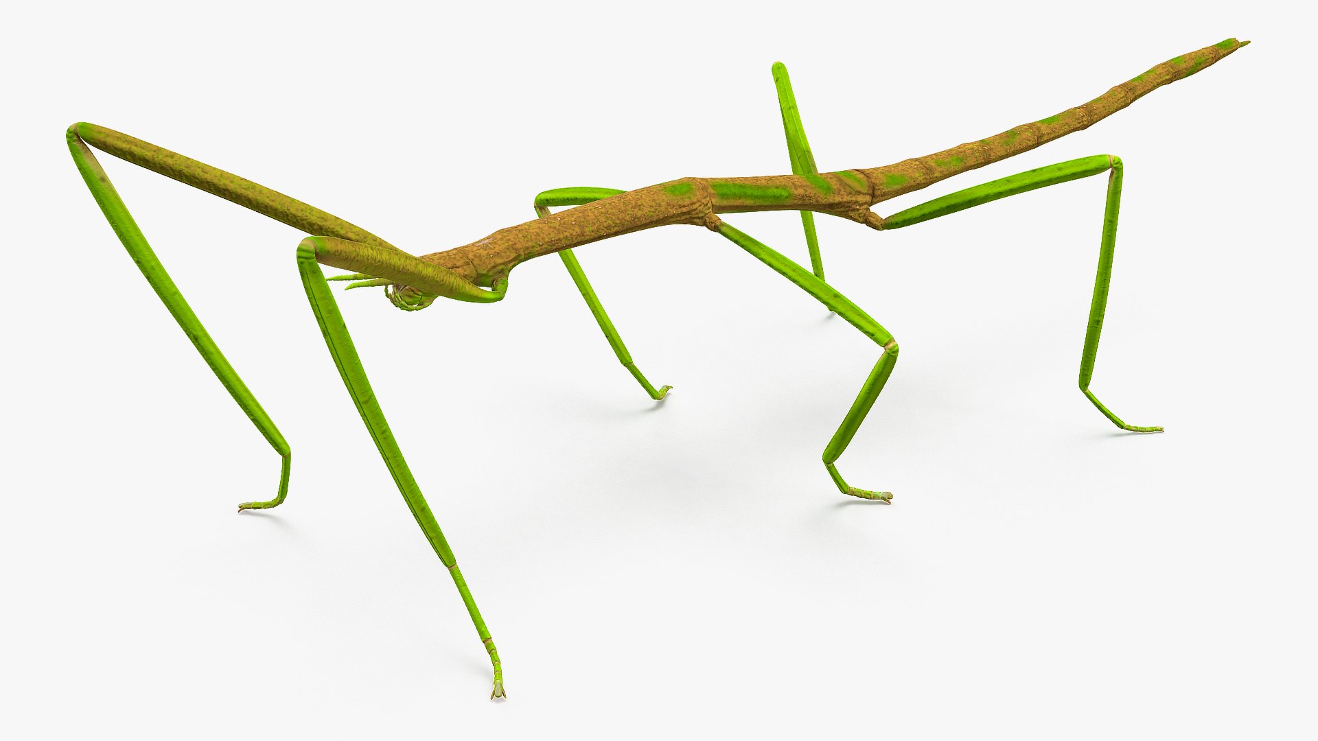 phasmatodea stick insect 3D model https://p.turbosquid.com/ts-thumb/lq/C03nZP/3WfF8N7S/phasmatodeastickinsectc4dmodel003/jpg/1573173173/1920x1080/fit_q87/b27bc541d029d9dfb3e173c0d2f6b7febefa41d1/phasmatodeastickinsectc4dmodel003.jpg