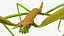 phasmatodea stick insect 3D model