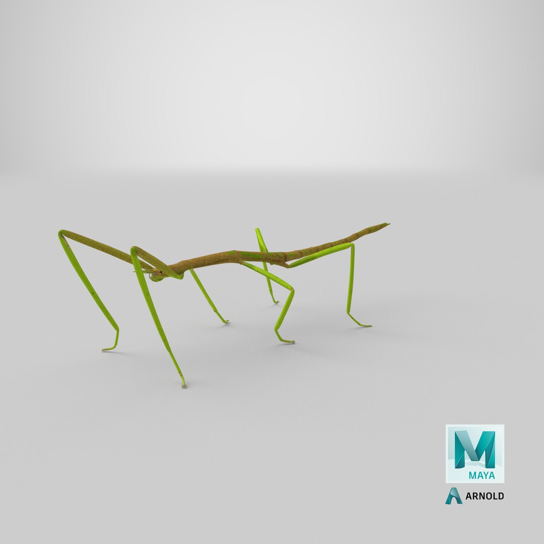 phasmatodea stick insect 3D model https://p.turbosquid.com/ts-thumb/lq/C03nZP/NB/stemcell_maya_arnold_render/png/1647361041/1920x1080/fit_q87/e7a5107498be19c1d7dd73f66fd3acde2c0ac856/stemcell_maya_arnold_render.jpg